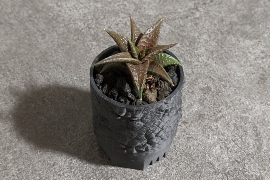 #05 60mmサイズの鉢に、ハオルチア・リミフォリア（Haworthia limifolia v. arcana）を植え付け。