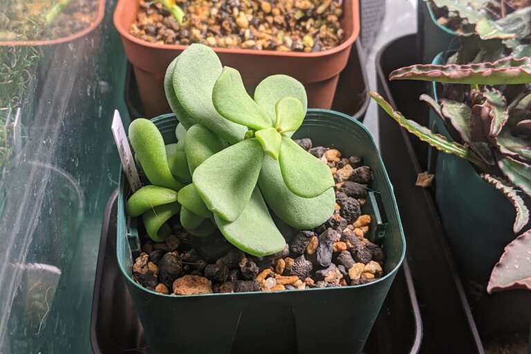 センナ メリディオナリス Senna Meridionalis の育て方 栽培記録 ゆるぷ