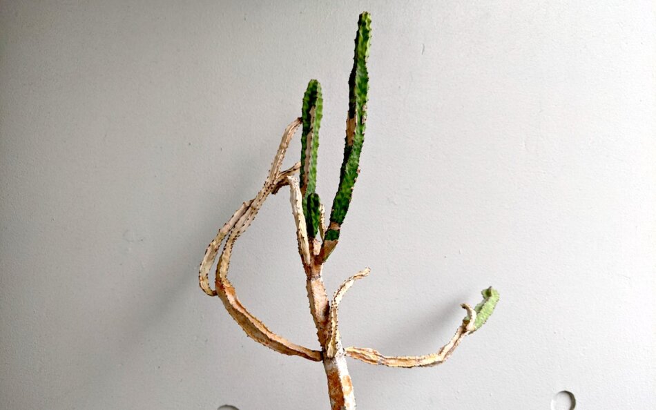 2021年6月13日に撮影したユーフォルビア・リットニアーナ（Euphorbia pseudocactus ver. 'lyttoniana'）