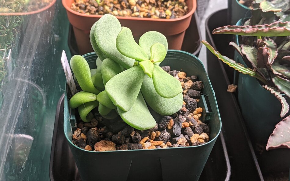 ケラリア・ピグマエア（Ceraria pygmaea）の実生、成長記録（2021年7月〜） – ゆるぷ