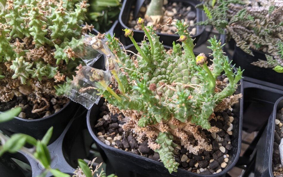 ユーフォルビア・ゴルゴニス（Euphorbia gorgonis）の育て方・栽培記録 