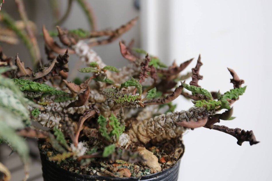 ユーフォルビア デカリー Euphorbia Decaryi の育て方 栽培記録 ゆるぷ