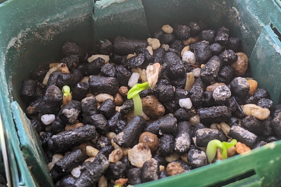 2021年10月2日に撮影したパキポディウム・マカイエンセ（Pachypodium rosulatum ssp. makayense）の実生苗