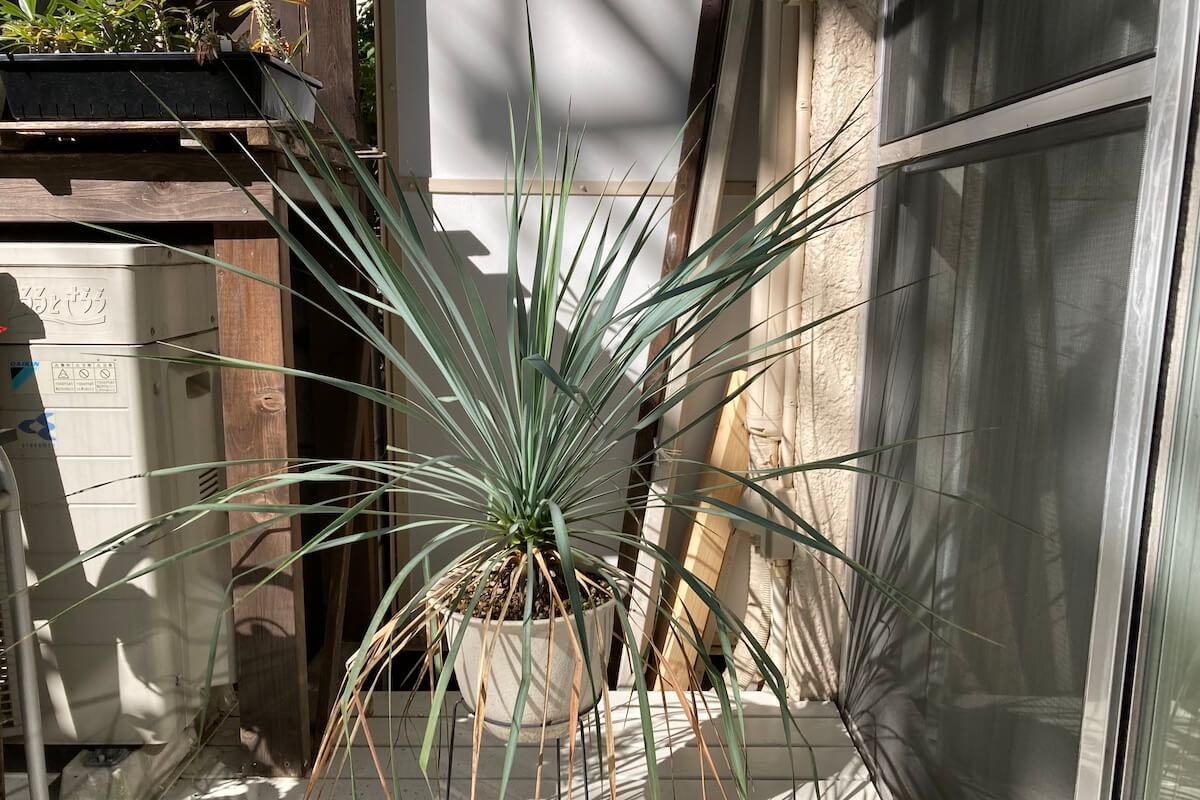 観葉植物 ユッカ・ロストラータ ボリューム満点株 Ｙｕｃｃａ