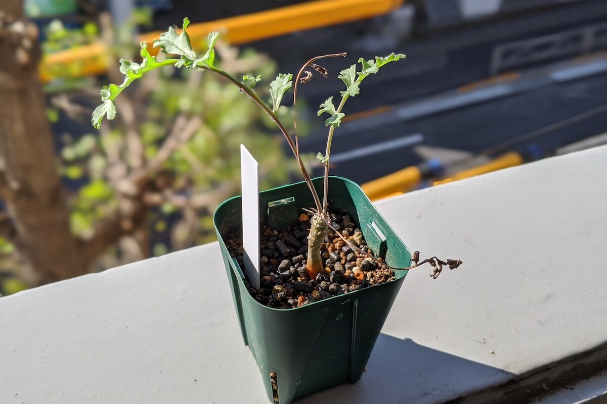 ペラルゴニウム・カルノーサム（Pelargonium carnosum）の育て方、栽培