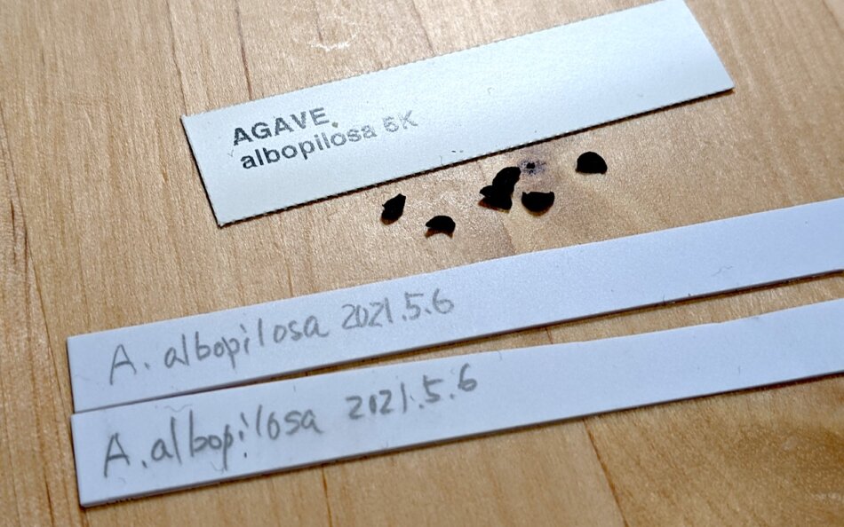 アガベ・アルボピロサ（Agave albopilosa）の種子
