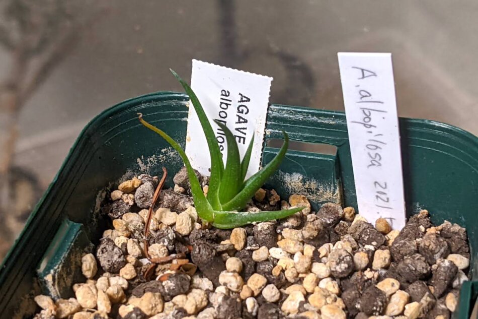 アガベ・アルボピロサ（Agave albopilosa）の実生、成長記録 – ゆるぷ