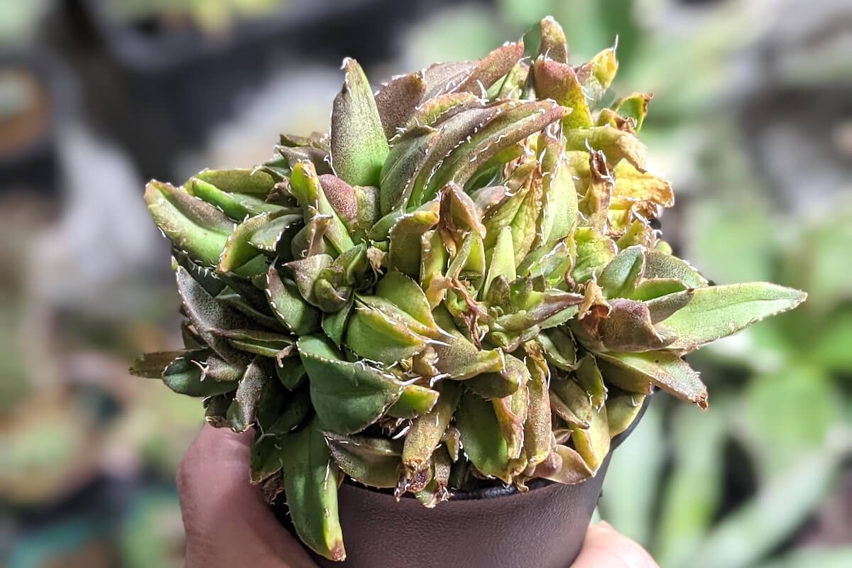 アガベ・チタノタ綴化（Agave titanota f. cristata）の紹介 – ゆるぷ