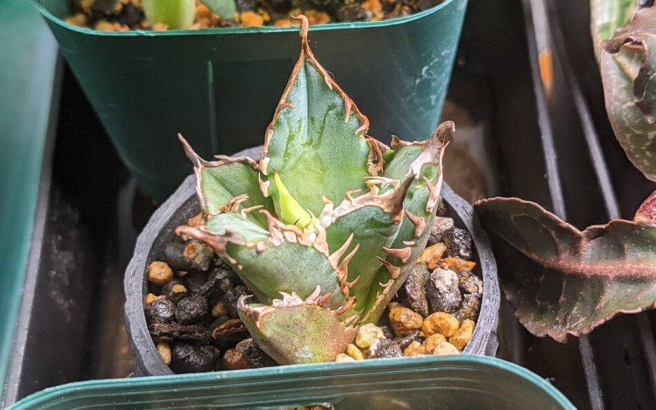 Agave titanota 'Red Catweezle' を子株から育ててみる – ゆるぷ