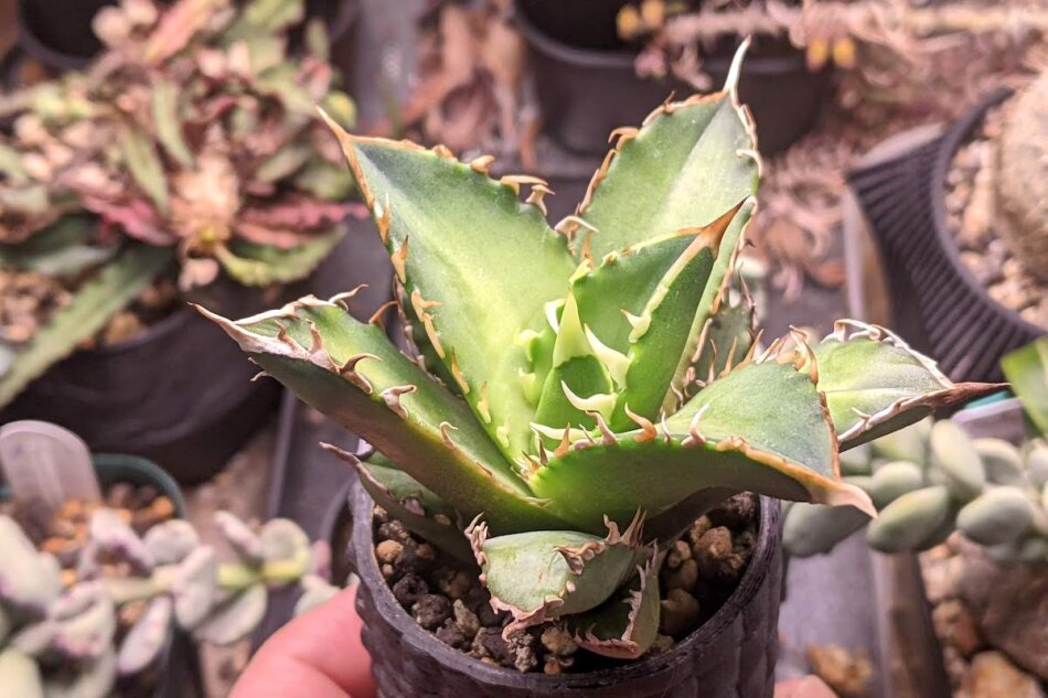 2022年3月6日に撮影したAgave titanota 'Red Catweezle' （アガベ・チタノタ 'レッドキャットウィーズル'）