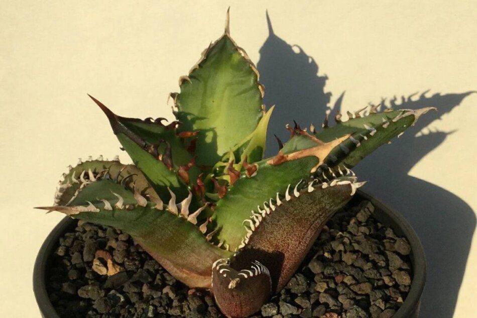 Agave titanota 'Red Catweezle' を子株から育ててみる – ゆるぷ