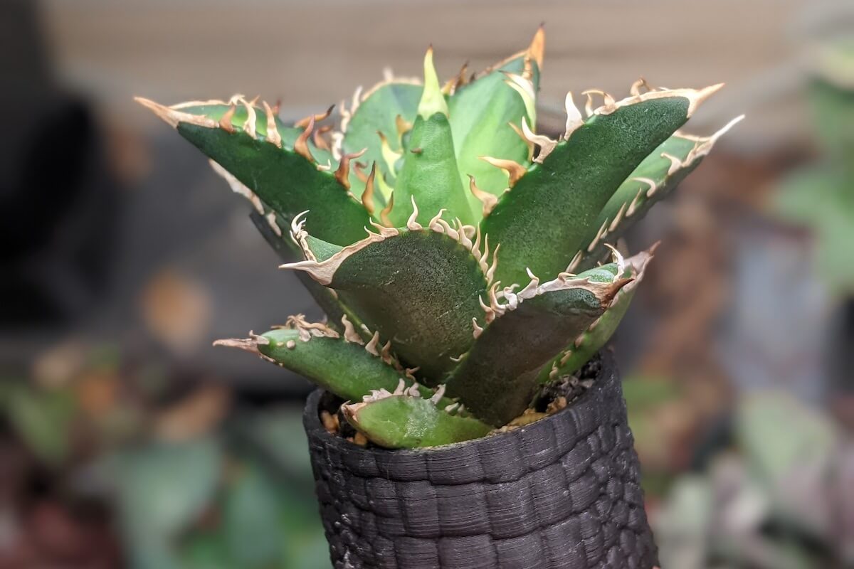 Agave titanota 'Red Catweezle' を子株から育ててみる – ゆるぷ