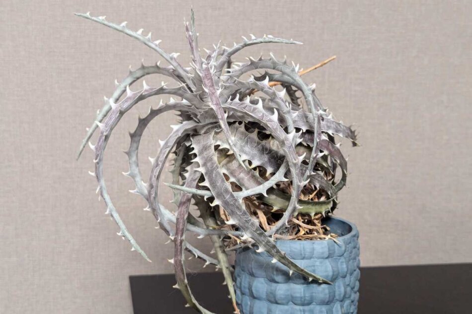 2024年11月6日に撮影したDyckia goehringii（ディッキア・ゴエリンギー） 植木鉢：SSN鉢 SSN09 75mm