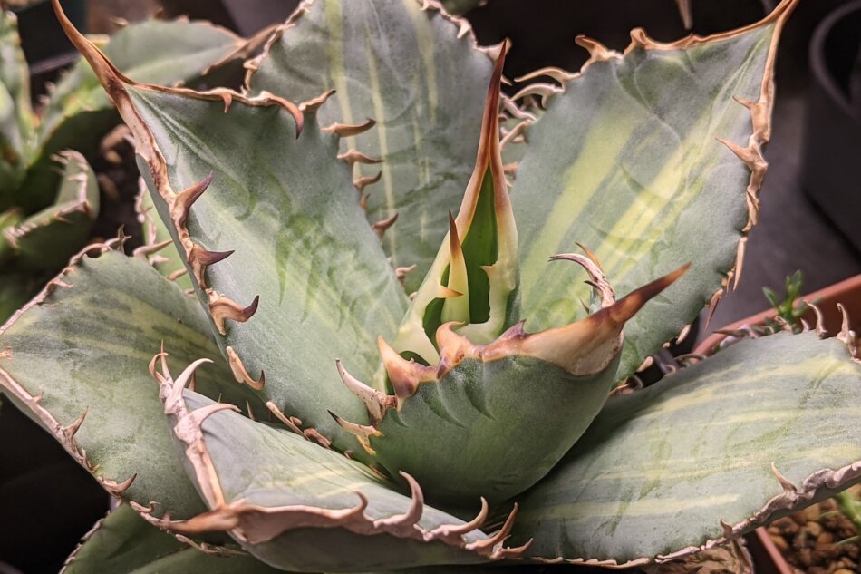 2021年10月16日に撮影したアガベ・チタノタ 縞斑（Agave titanota f.variegata）