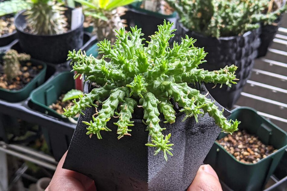 2022年5月27日に撮影したユーフォルビア・幡竜 (Euphorbia pugniformis) / 植木鉢：SSN鉢