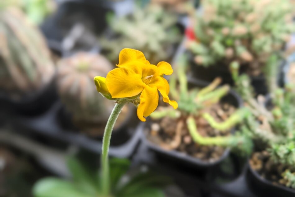 2022年6月7日に撮影したパキポディウム・ホロンベンセの花（Pachypodium horombense flowers）