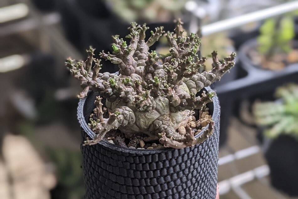 2022年4月19日に撮影したユーフォルビア・ブレビラマ（Euphorbia brevirama）