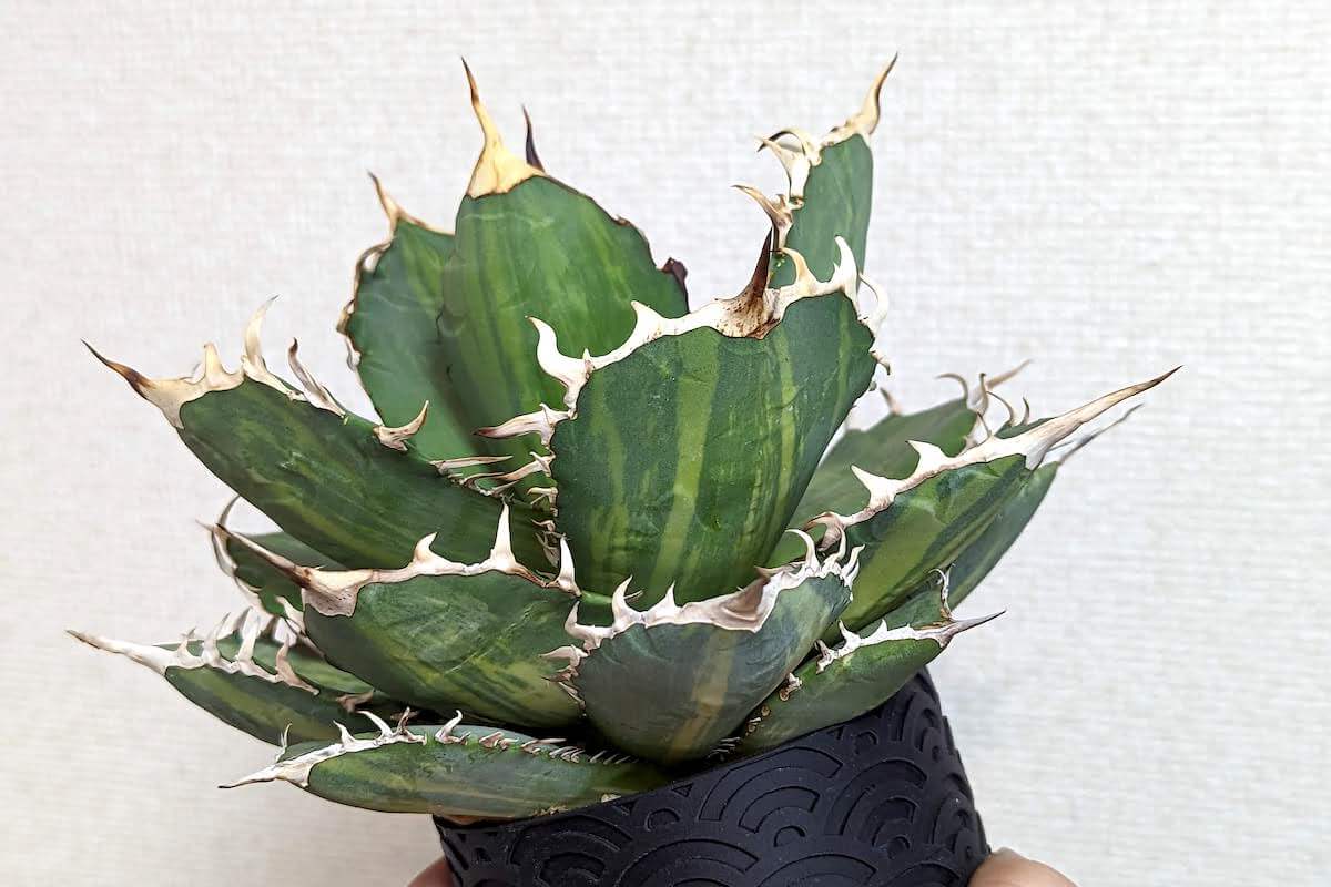 最安値】 アガベ kzsn チタノタ B 極上仔株 縞斑 植物/観葉植物 