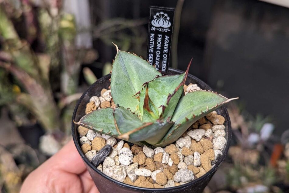 Agave oteroi from Oaxaca Native Seeds