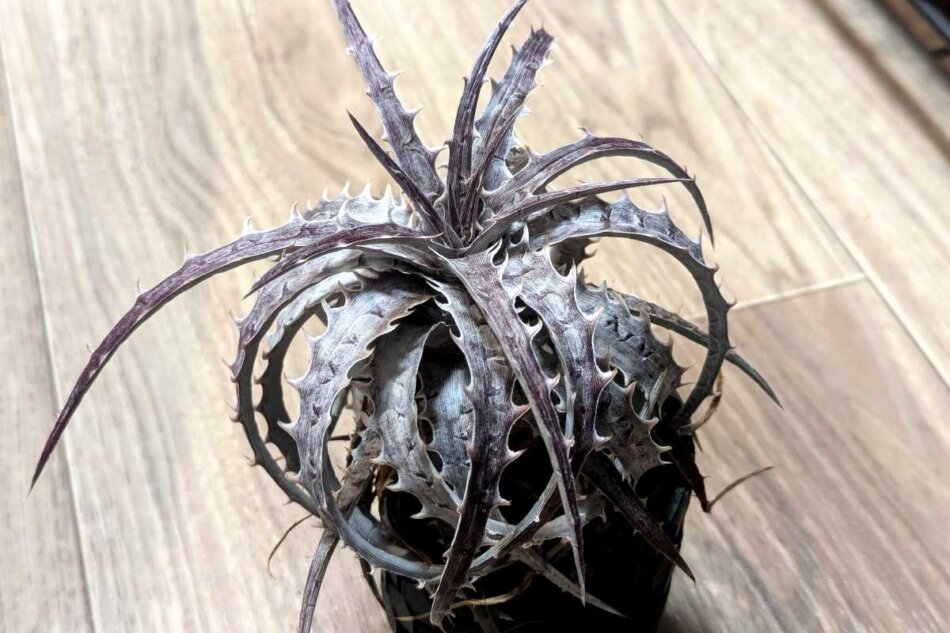 2024年11月3日に撮影したDyckia goehringii 'New Form' F1実生