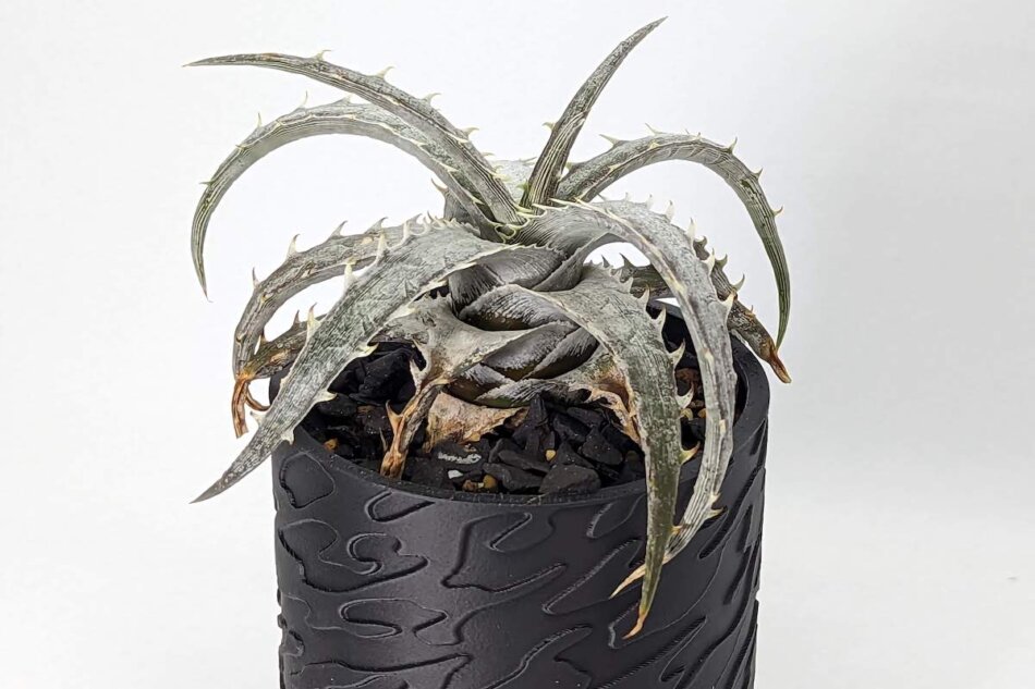 Dyckia goehringii EL2508の紹介 – ゆるぷ