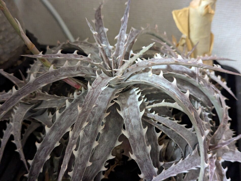 2024年11月3日に撮影したDyckia goehringii EL2508 /植木鉢：SSN鉢 SSN18 75mm