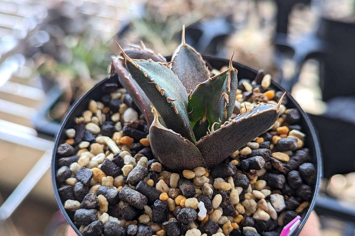 AGAVE TITANOTA イタリアメリクロン 【公式通販】