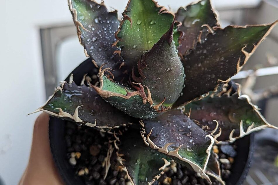 Agave titanota 'Red Catweezle' を子株から育ててみる – ゆるぷ