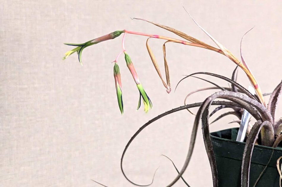 2023年2月13日に撮影したBillbergia nutans 'mini' (Peru)の開花画像