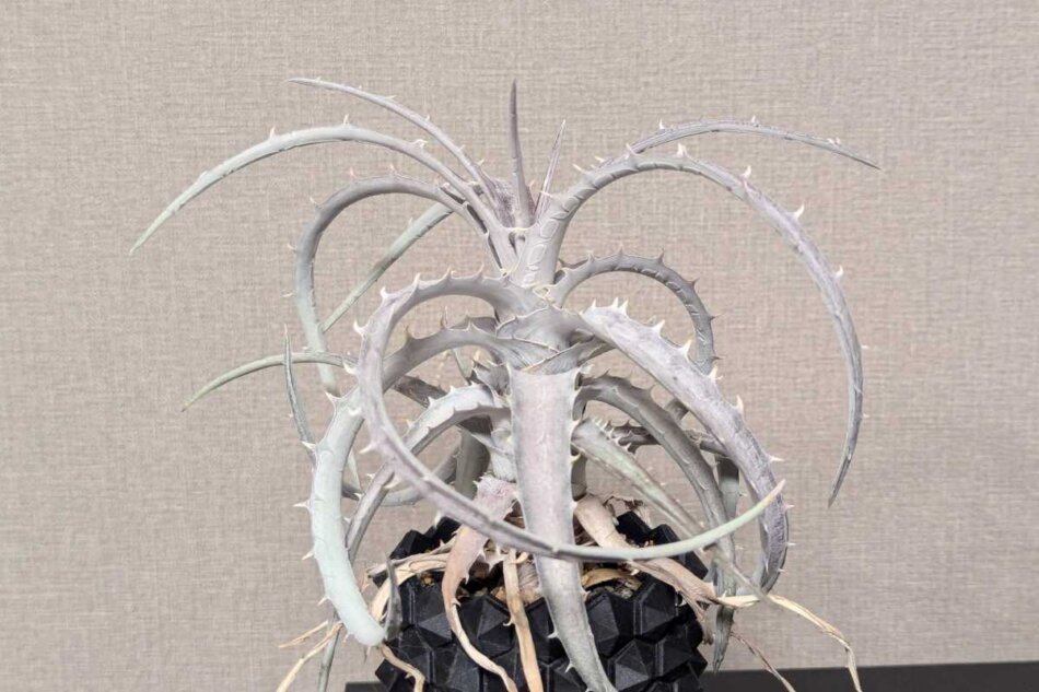 2024年11月3日に撮影したDyckia goehringii 'super white'（ディッキア・ゴエリンギー） w/SSN16 75mm