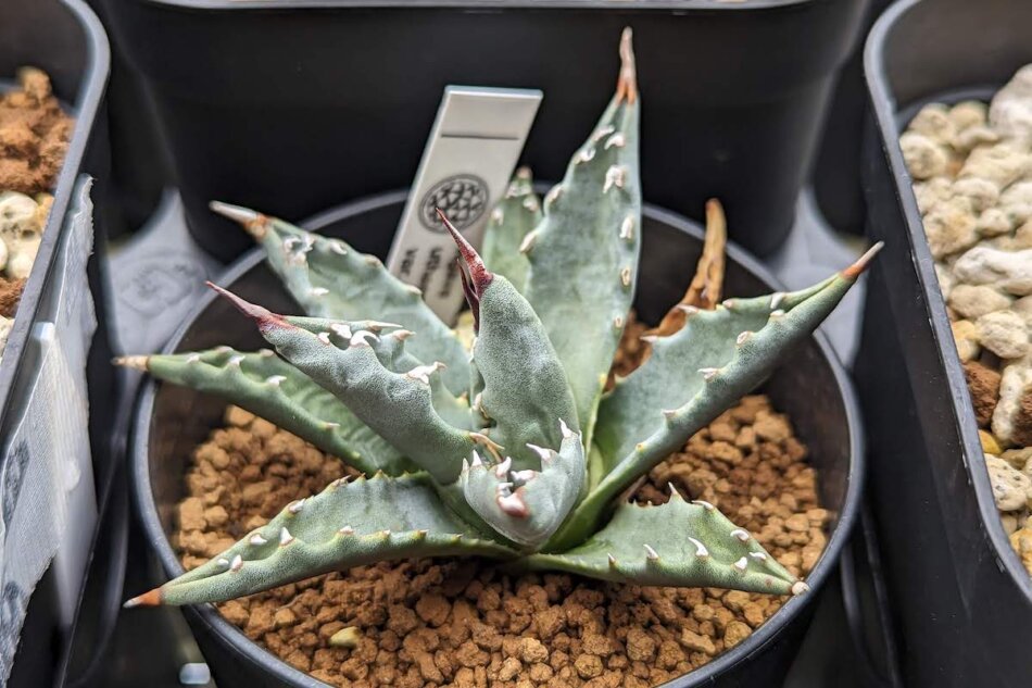 2023年6月6日に撮影したアガベ・ユタエンシス 'ネバデンシス'（Agave utahensis var. nevadensis）