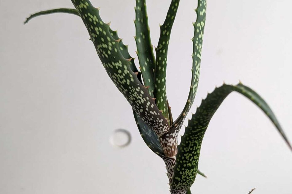 アロエ・バリマクラータ（Aloe varimaculata）の葉の模様