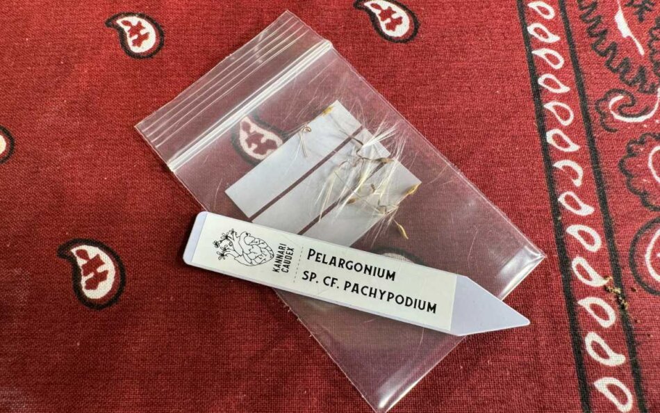 2023年10月7日に撮影した、ペラルゴニウム・パキポディウム（Pelargonium cf. pachypodium）の種子