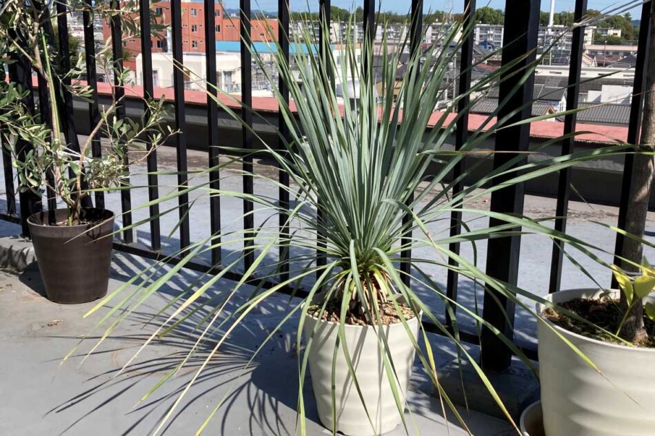 ユッカ・ロストラータ（Yucca rostrata）の育て方、栽培記録 – ゆるぷ