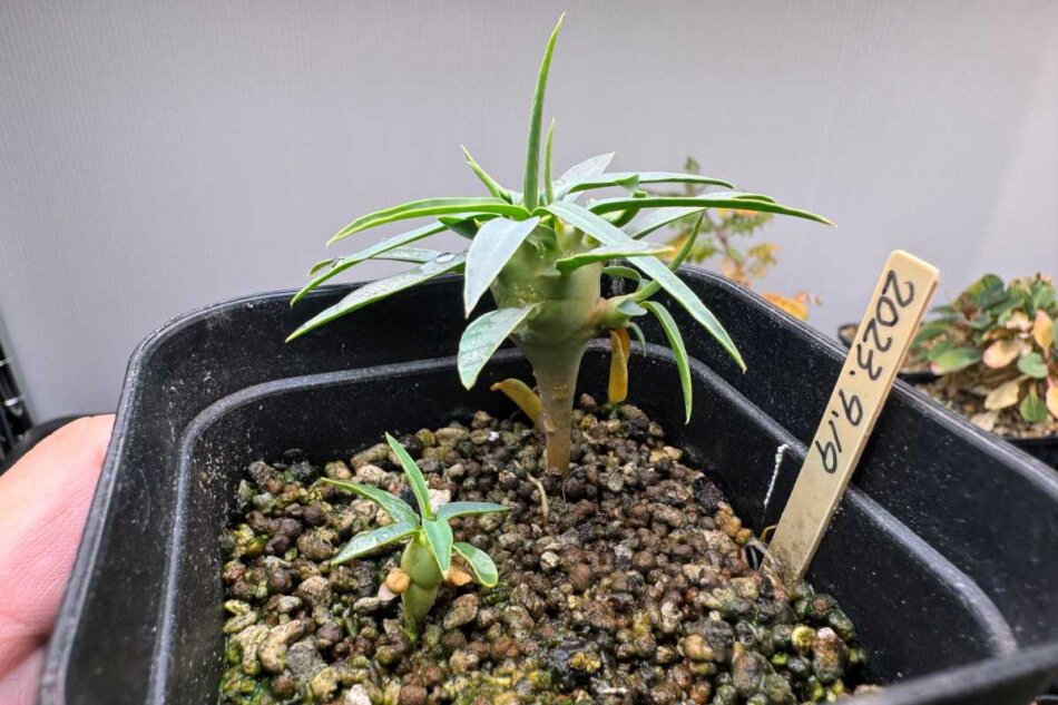 2023年11月9日に撮影したユーフォルビア・エチュベルクローサ（Euphorbia etuberculosa）