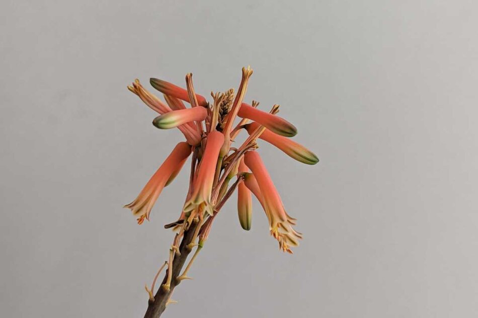 2023年11月18日に撮影したアロエ・バリマクラータ（Aloe varimaculata）