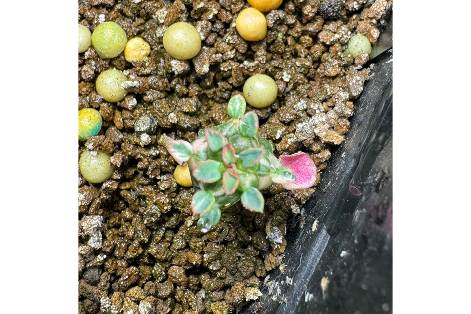 2023年12月28日に撮影したユーフォルビア・ガムケンシス（Euphorbia gamkensis f.variegata）
