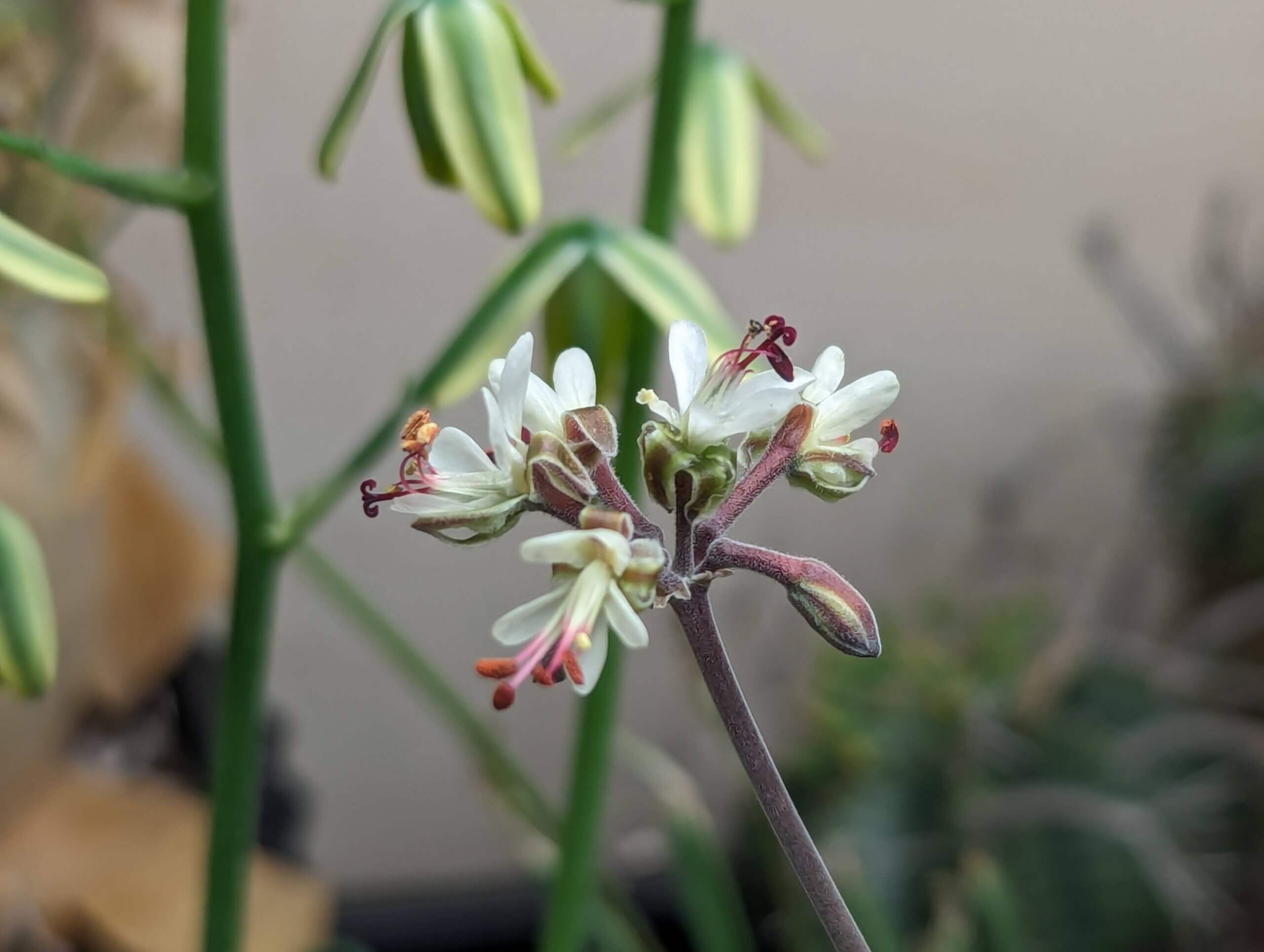 ペラルゴニウム　カルノーサム ペラルゴニウム カルノーサム Pelargonium carnosum no.111591