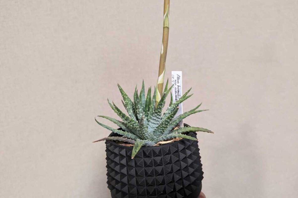 2024年2月3日に撮影したアロエ・フミリス（Aloe humilis var. echinata） 鉢：SSN鉢 SSN13 75mm