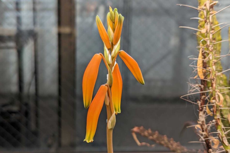 2024年2月8日に撮影したアロエ・フミリス（Aloe humilis var. echinata）の開花
