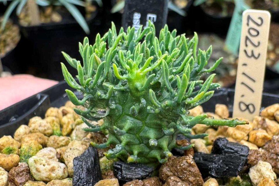 2024年1月29日に撮影したユーフォルビア・アストロフォラ（Euphorbia astrophora）