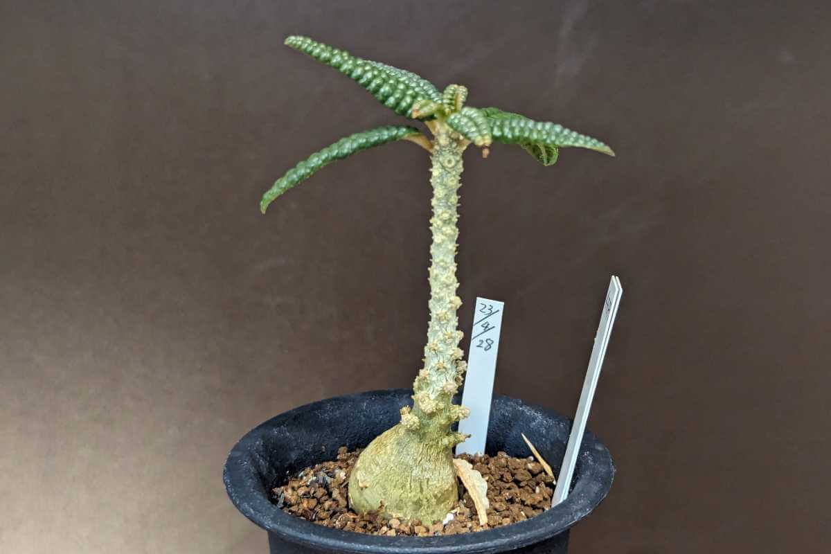 ドルステニア・ギガス ‘ブラータ’（Dorstenia gigas f. bullata）の紹介 ゆるぷ