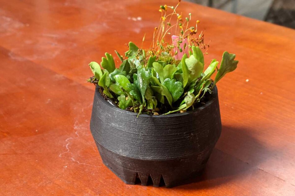 2021年4月16日に撮影したマメヅタ（獅子葉）（Lemmaphyllum microphyllum） 植木鉢：SSN鉢