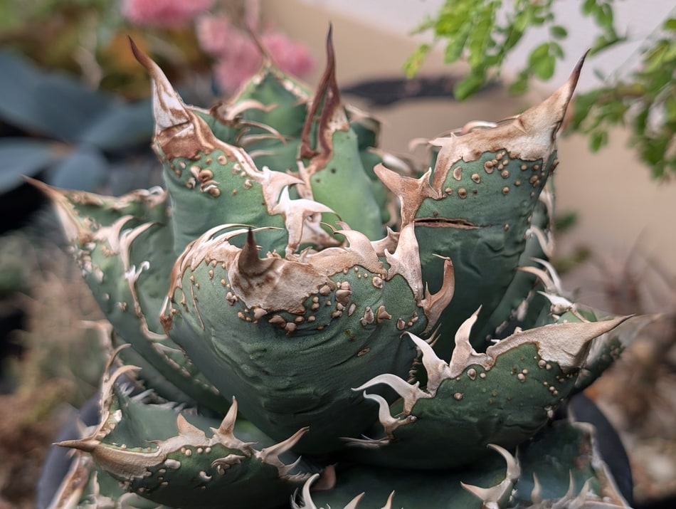Agave titanota '麻花龍' 栽培記録の紹介 | ゆるぷ