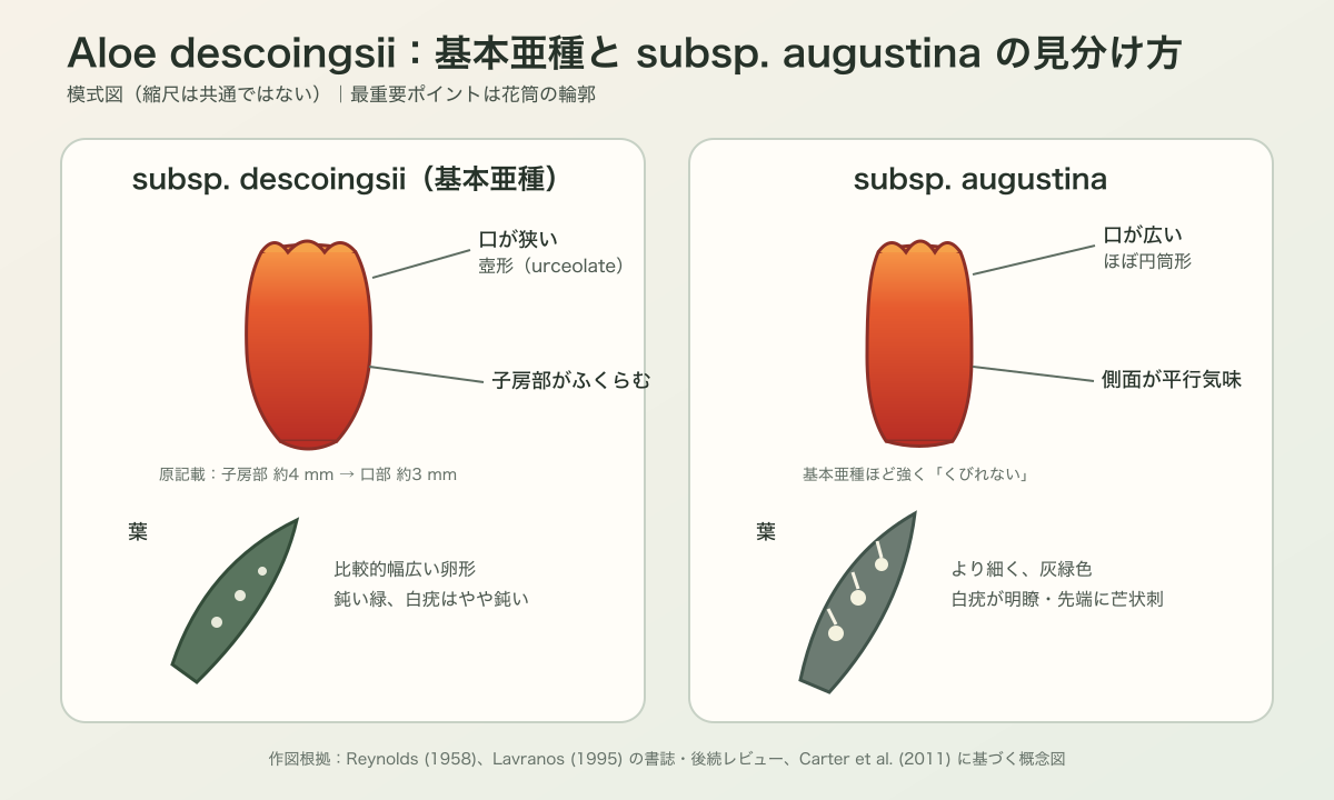Aloe descoingsii の基本亜種と subsp. augustina の花と葉の違いを示す模式図