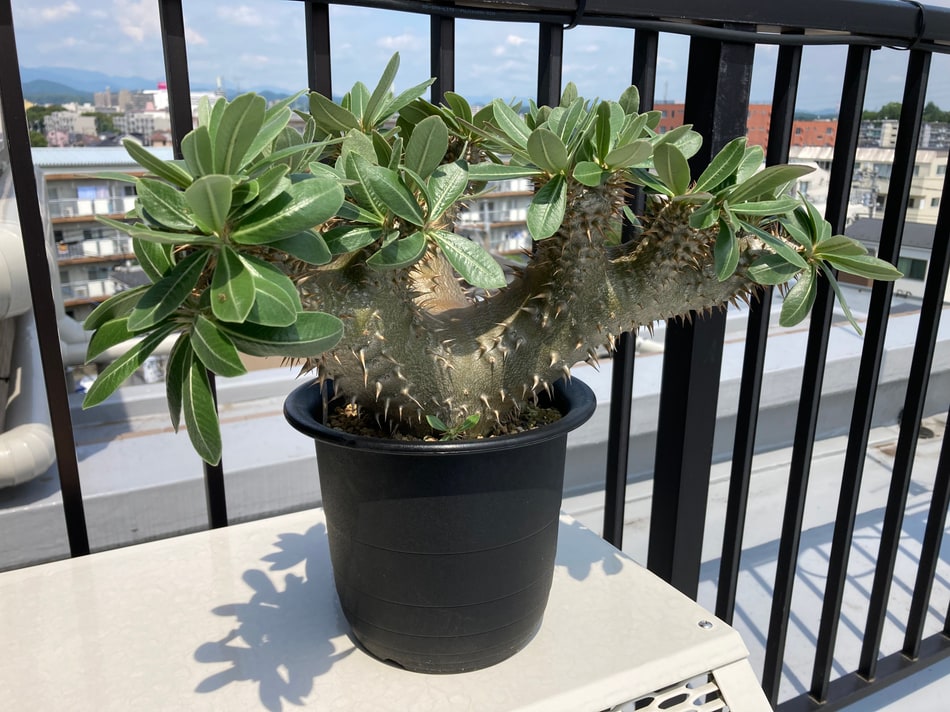 2026年8月20日に撮影したパキポディウム・デンシフローラム（Pachypodium densiflorum）